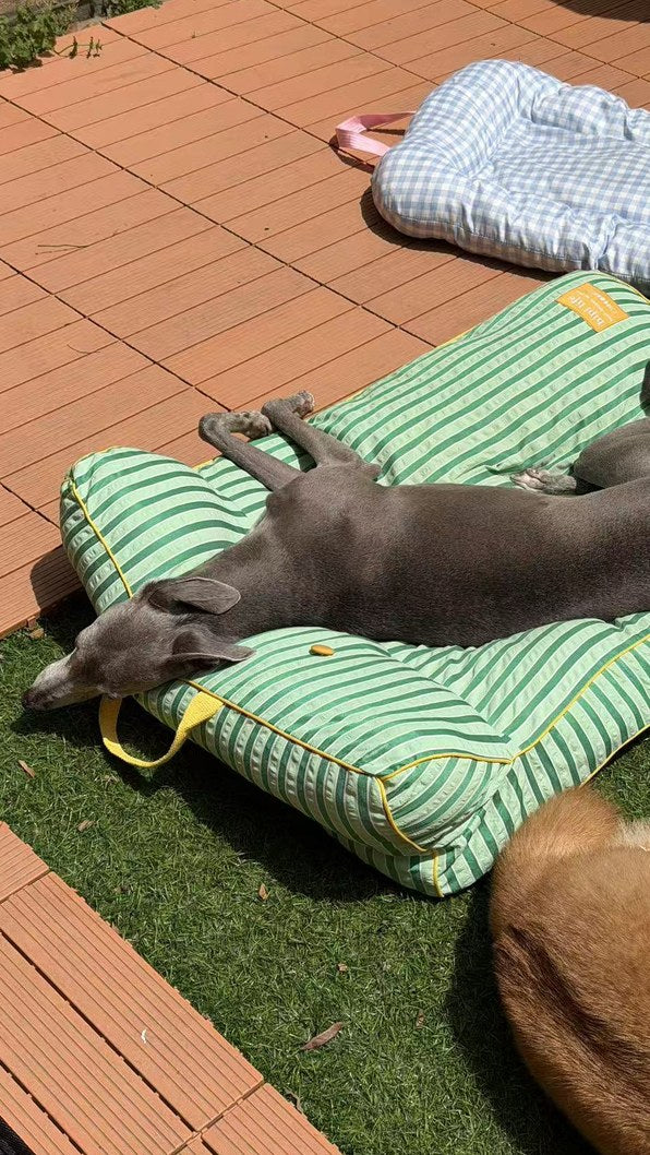 A grey whippet stretched out flat on a striped bed — the position you should be measuring for