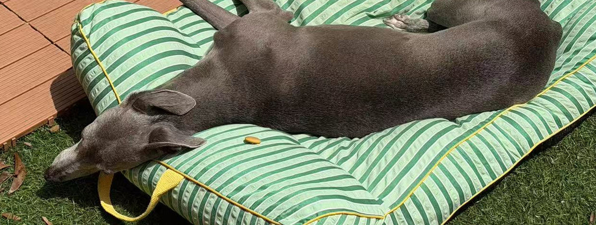 A grey whippet asleep across a green striped dog bed on a garden deck