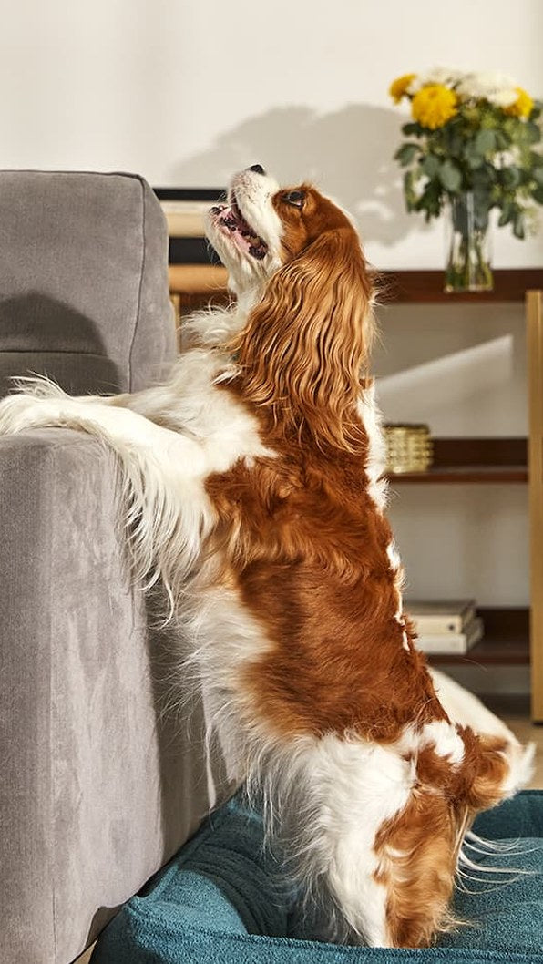 A Cavalier King Charles Spaniel with front paws up on a sofa arm in a living room