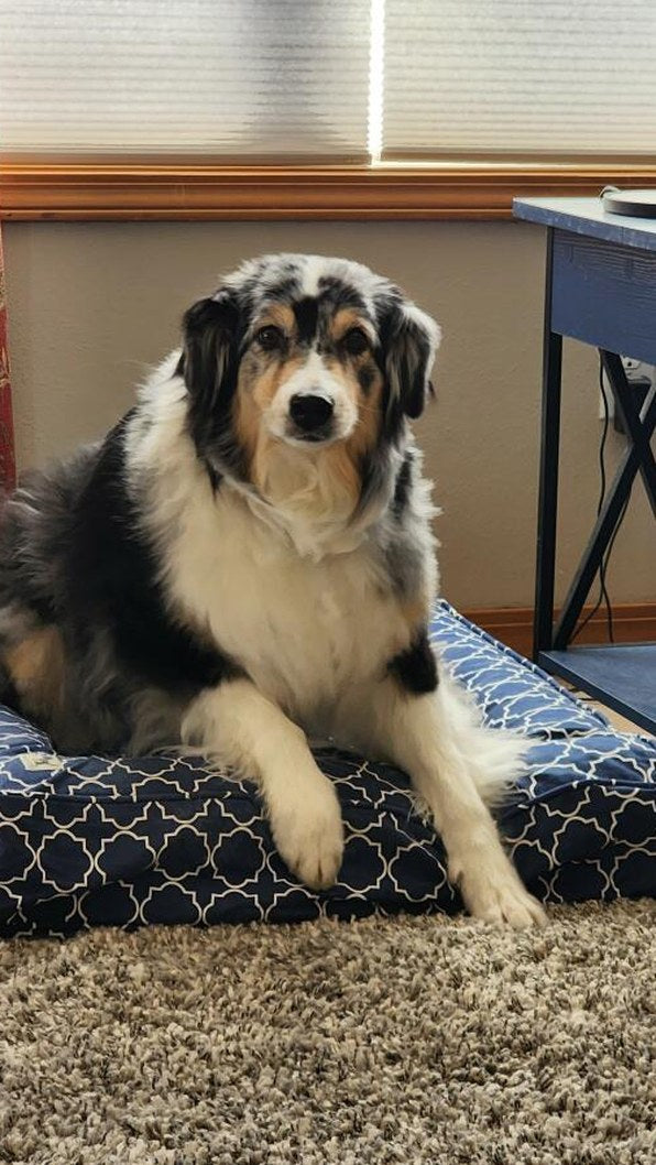 A blue merle Australian Shepherd sitting upright on a navy patterned bed beside a desk
