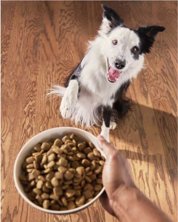 DOG FOOD