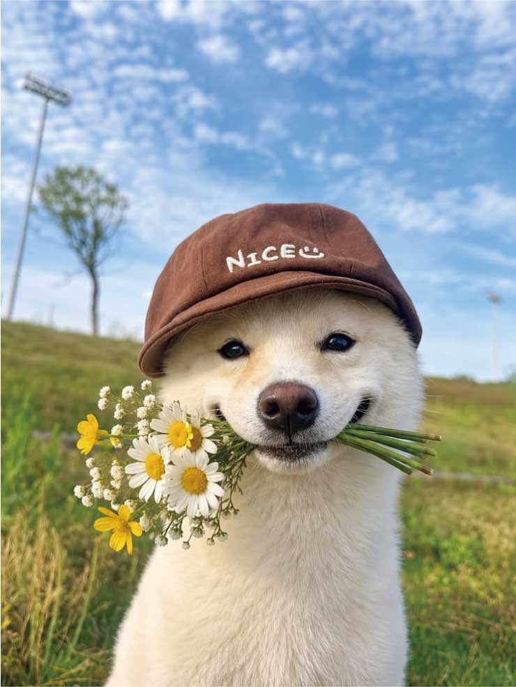 A Shiba Inu wearing a cap and holding daisies