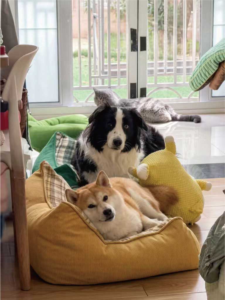 Two dogs relaxing together on a comfortable bed at home